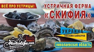 Устричная ферма Скифия. НЕ ЕШЬТЕ УСТРИЦЫ, пока не посмотрите это видео.