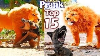 Best Prank Collection Top 15 - Fake Lion Prank Real Dog Super Funny - Try Not To Laugh Challenge