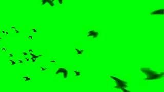 green screen flying birds