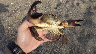 Ψάρεμα θηρία καβούρια στην Ελλάδα!!! -Attack of huge stone crabs in Greece !!!