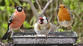 Garden Birds - Robin, Goldfinch, Blackbird, Bullfinch, House Sparrow