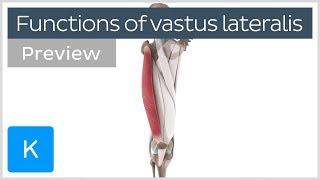 Functions of the vastus lateralis muscle (preview) - Human 3D Anatomy | Kenhub