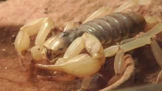 THIRSTY DESERT HAIRY SCORPION /Hadrurus arizonensis / DURSTIGER HAARIGER WÜSTENSKORPION