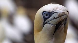 Northern Gannets on Bass Rock