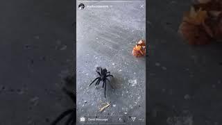 BlueFace Catches A Spider Slipping