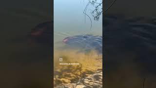 arapaima pair with their young ones in Brazil #piracucu #wildlife #fish #arapaimafish #brazil