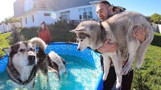 НОВЫЙ БАССЕЙН ДЛЯ ХАСКИ / собаки прыгают в каркасный бассейн