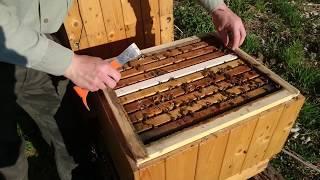 Rozšíření jednonástavkového včelstva