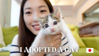 I adopted a kitten【Vlog in Japanese】
