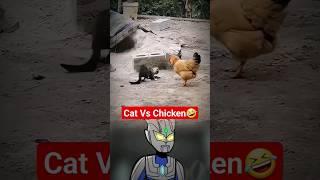 kucing sama ayam lucu, kucing mau melawan ayam oyen #funnyreaction #funnyvideo