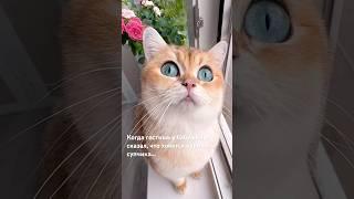 В гостях у бабушки 🫣)) #cat #кот #cats #cute #юмор #мем #прикол #рекомендации #shortsvideo