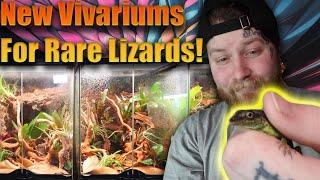 Moving $1,000's Worth Of Rare Lizards Into Beautiful Bioacitve Vivs