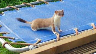 Stoat Kit Goes Wild On Trampoline | Discover Wildlife | Robert E Fuller