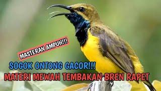 Masteran SOGOK ONTONG GACOR Ampuh!!! Materi MEWAH Tembakan ngebren RAPET dan suara Jernih