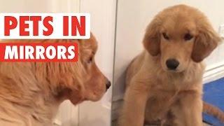 Pets Looking In Mirrors || Awesome Compilation