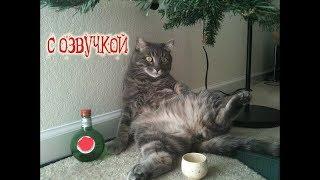 смешные коты с озвучкой / funny cats