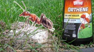  Ultimate Solution for Fire Ants! Ortho Orthene Fire Ant Killer Review