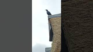 Red-winged Starling at African Hills Safari Lodge in Magaliesburg in South Africa 