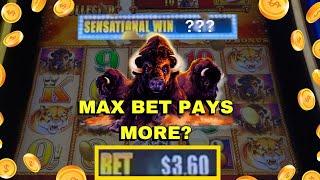 MAX BET: Does it REALLY Increase Buffalo Gold Payouts?