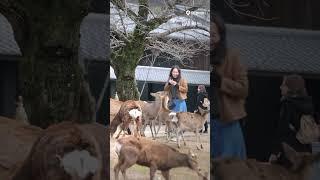 Experience the Magic of Nara, Japan  | City of Deer