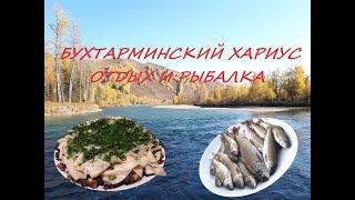 Бухтарминский Хариус | Отдых и Рыбалка | Коробиха