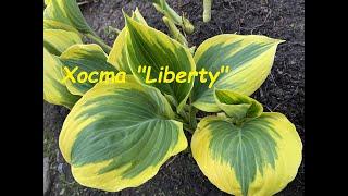 Хоста Liberty (Либерти)