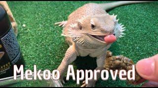 First Time! Bearded Dragon Beardie Buffet by  Repashy - Mekoo Approved