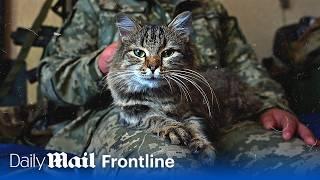 Frontline battle cats: Meet Ukraine's surprising secret weapon | Frontline | Daily Mail