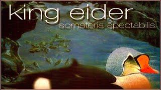 King Eider - Somateria Spectabilis. 2006. Progressive Rock. Symphonic Prog. Neo-Prog. Full Album