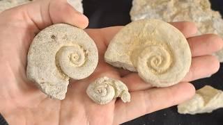 Finding Large Fossils! | Gastropods and More! | Ontario Rockhounding and Fossil Hunting