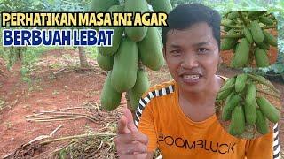 Cara Tepat agar Pepaya Berbuah Lebat Dan Banyak