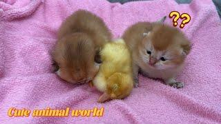 So funny and cute!Mother cat takes ducklings and kittens to sleep.The happiest duck in the world