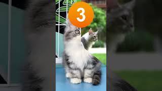  Top 5 Cutest Cat Breeds for Pet Lovers /#shorts #viralshort #dog #pets