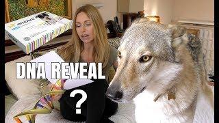 DOG DNA REVEAL - CZECHOSLOVAKIAN WOLFDOG - surprising result!