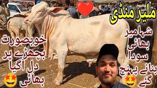 Malir Mandi Karachi Cattle Latest Rates Update 5 November 2024 | Cow Mandi 2024