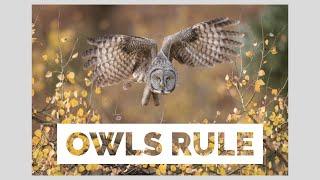 Photographing Owls In Jackson Hole - Wildlife Photography From This Fall Season