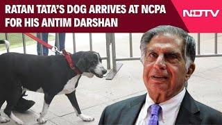 Ratan Tata Dog | Ratan Tata's Dog Goa Arrives At Funeral Spot In Mumbai