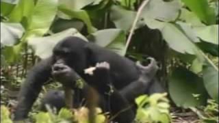 bonobos & chimps