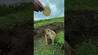 Cute wild animals bobak marmot  29 capybara