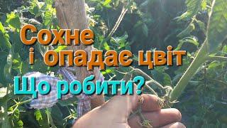 Внаслідок дощів або жари Сохне цвіт на томатах///Опадає цвіт на помідорах що робити@МояДачаСадГород