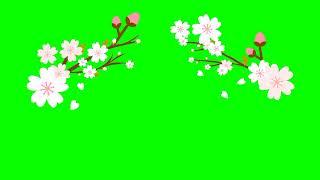 Beautiful Rose Copyright free || spring season background video effects || Rose | No copyright video