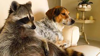 Watch This Before You Get A Pet Raccoon