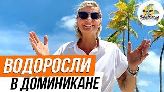 Доминикана. Водоросли на пляжах Пунта-Каны, август-сентябрь 2019 год