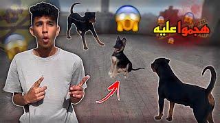 الكلب البلدي في المزرعه لأول مره | رد فعل الكلاب عليه 