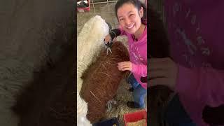 Hand Shearing My Spitty Alpaca