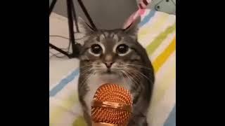 Cat screams into microphone #shorts