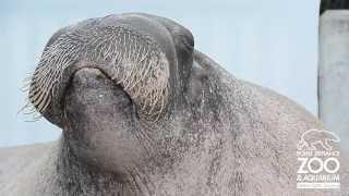 E.T. the Walrus practices his vocalizations at Point Defiance Zoo & Aquarium