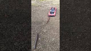 Millipedes fight over car #millipedes #shortvideo