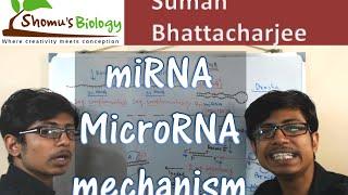 miRNA biogenesis | microRNA mechanism