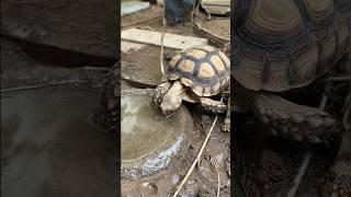 कछुए को dehydration से बचाए  | Star Tortoise Drinking Water  #tortoise #kachhua